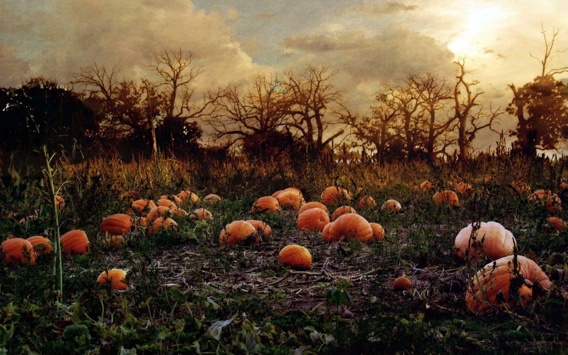 Vibrant Fall Pumpkin Display