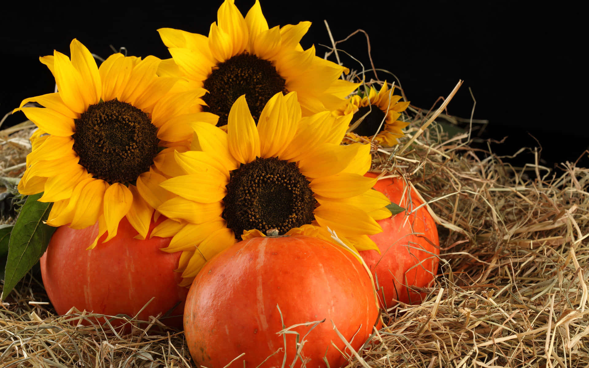 Fall Pumpkin 1920 X 1200 Background