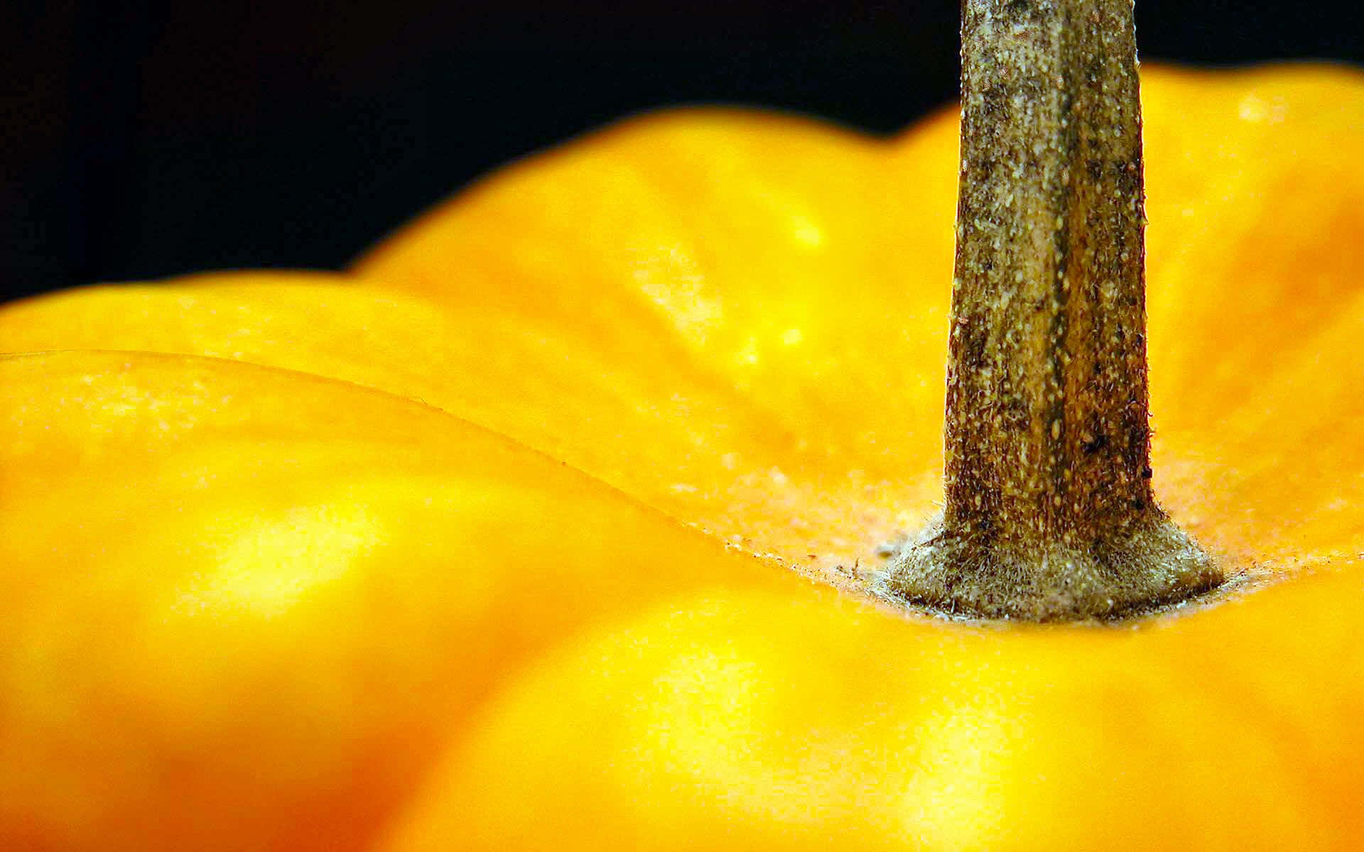 Fall Pumpkin Delight