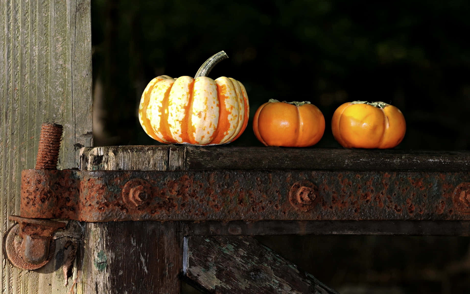 Fall Harvest - Vibrant Pumpkin Display