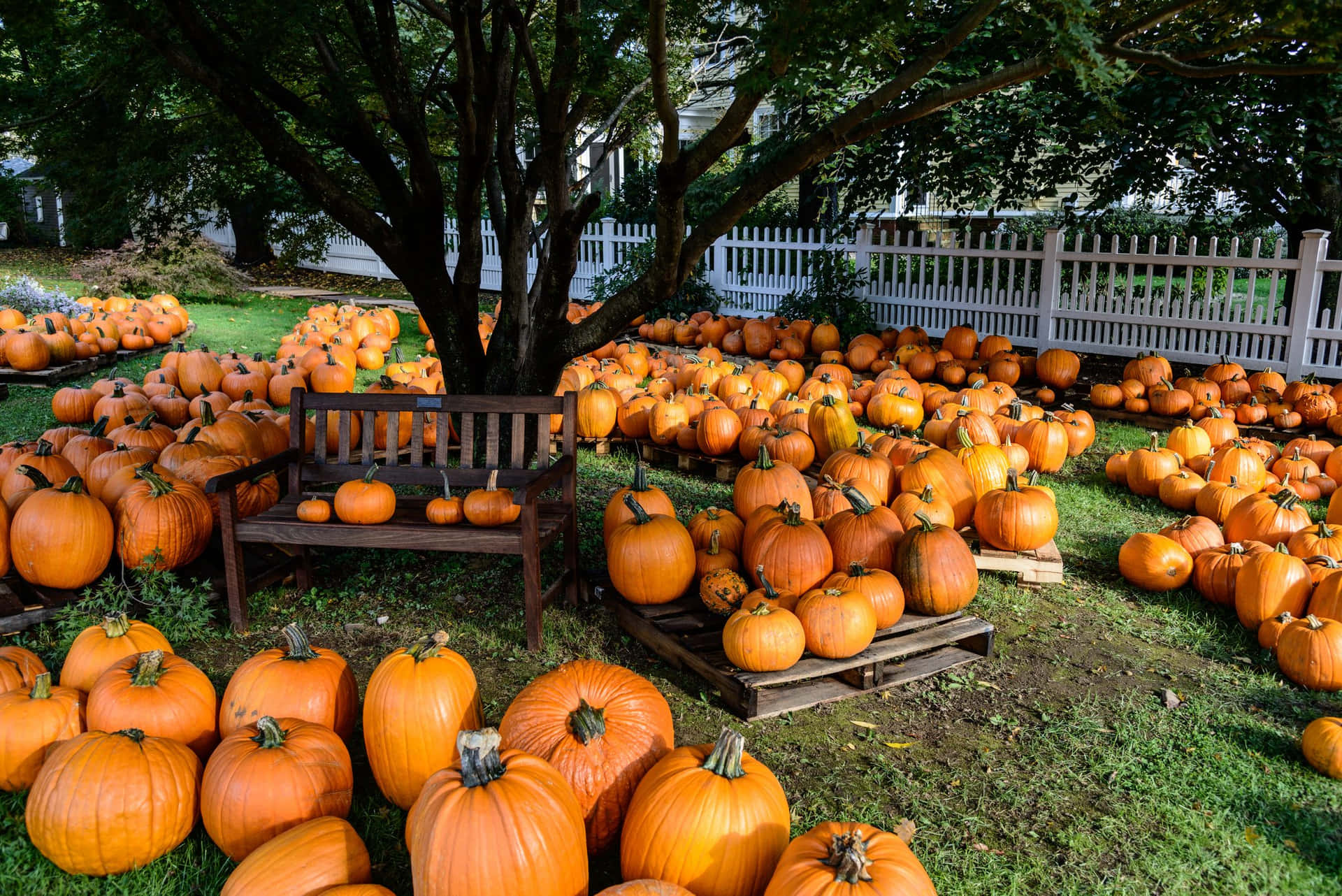 Autumn Harvest - A picturesque fall pumpkin backdrop