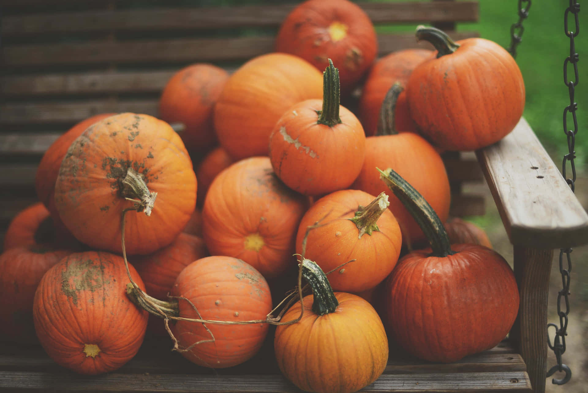 Fall Pumpkin - Embracing the Autumn Spirit
