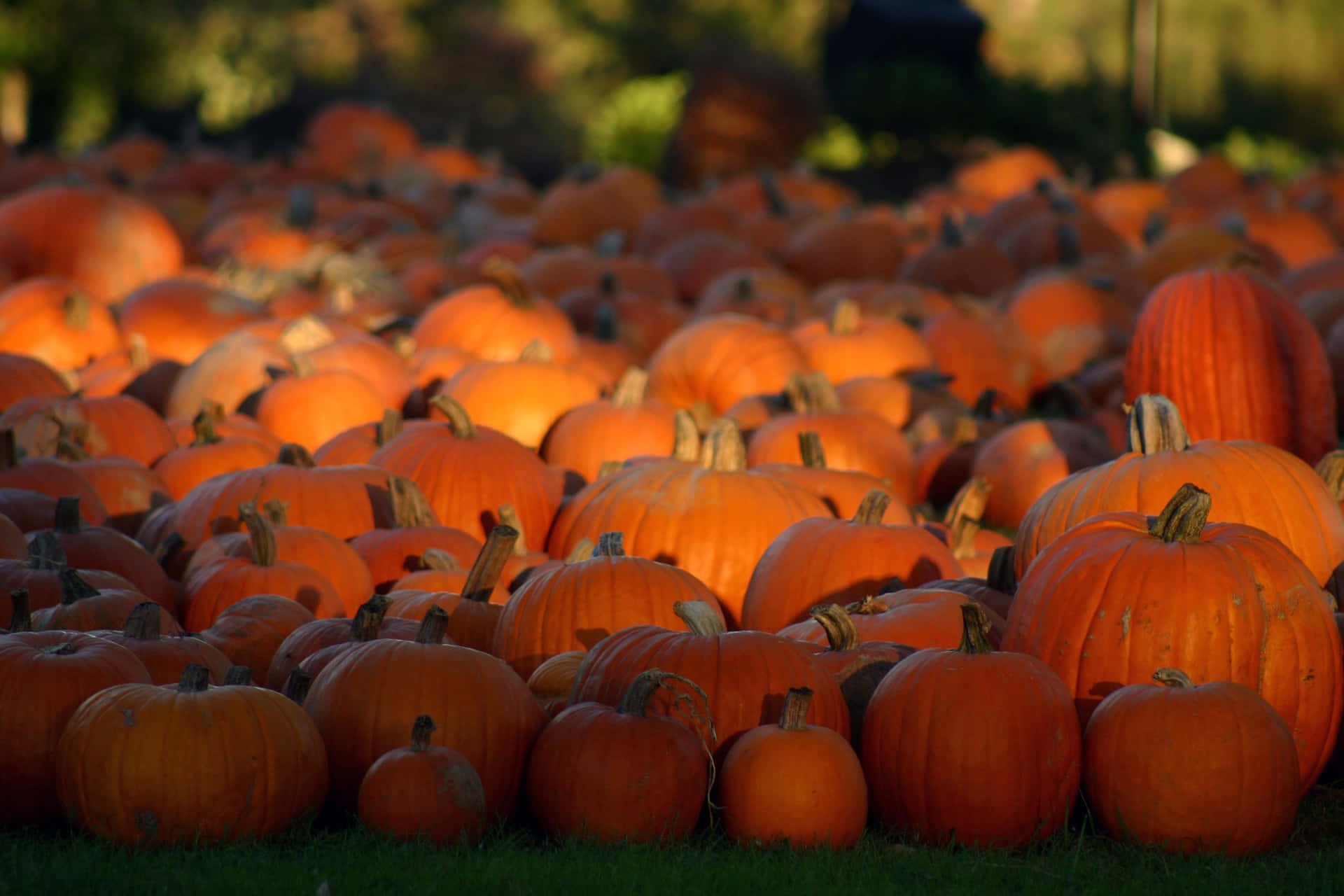 A Beautiful Fall Pumpkin Display