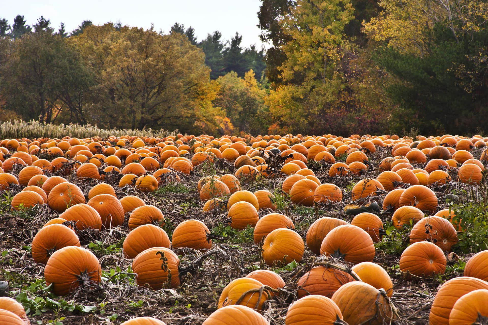 Celebrate the Fall season with a Pumpkin Wallpaper