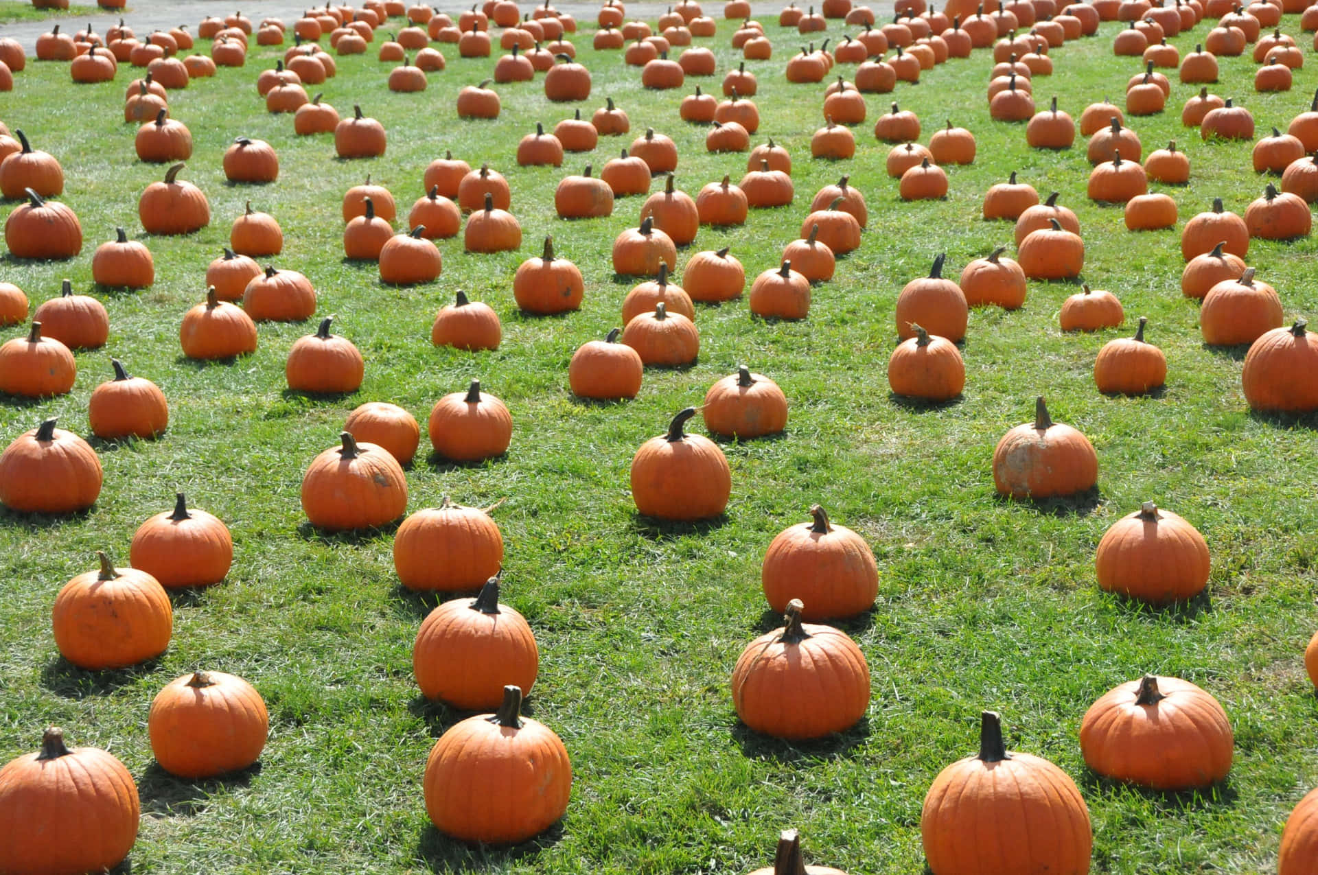 A Field Of Pumpkins On The Grass Wallpaper