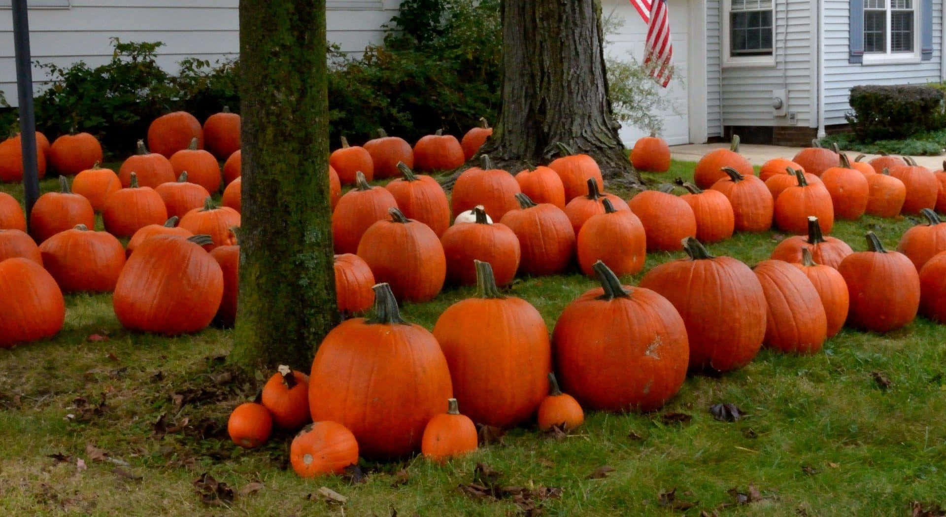 Celebrating the Fall season with a festive pumpkin. Wallpaper