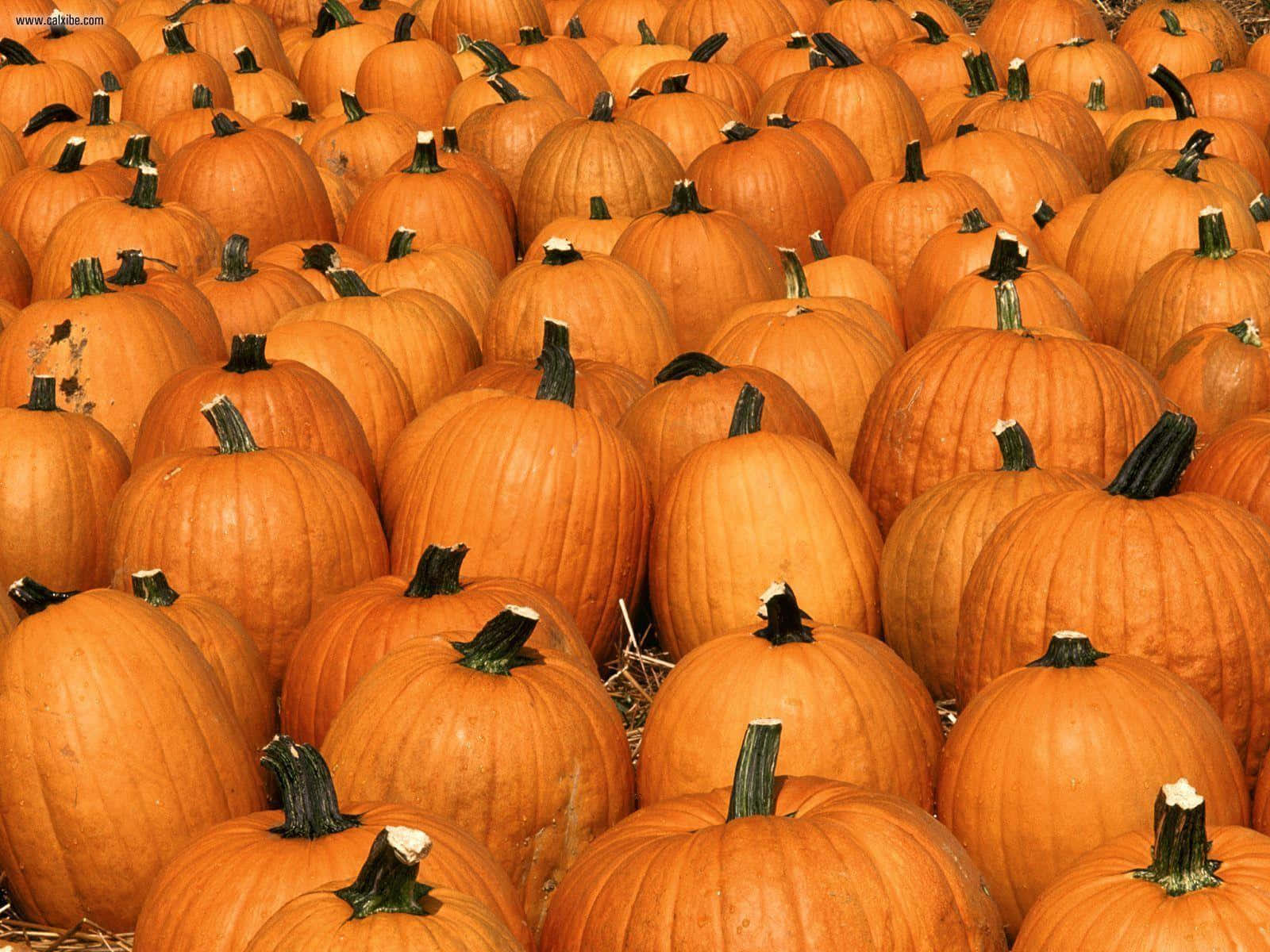 "An Inviting Fall Pumpkin Scene" Wallpaper
