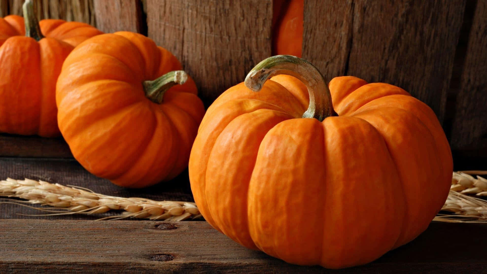 Autumn's presence is felt as pumpkins line the entrance of a farm Wallpaper