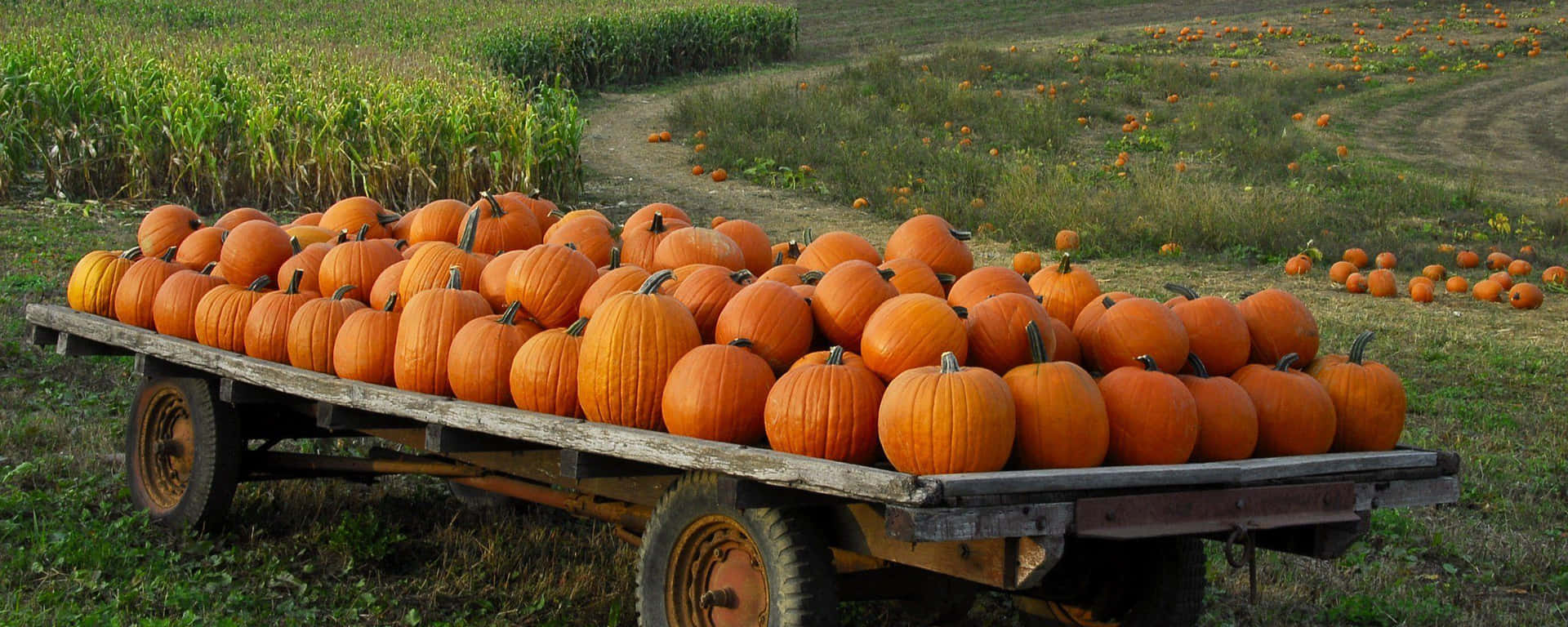 Bright pumpkins freshly picked from the pumpkin patch make for the perfect Autumn décor. Wallpaper