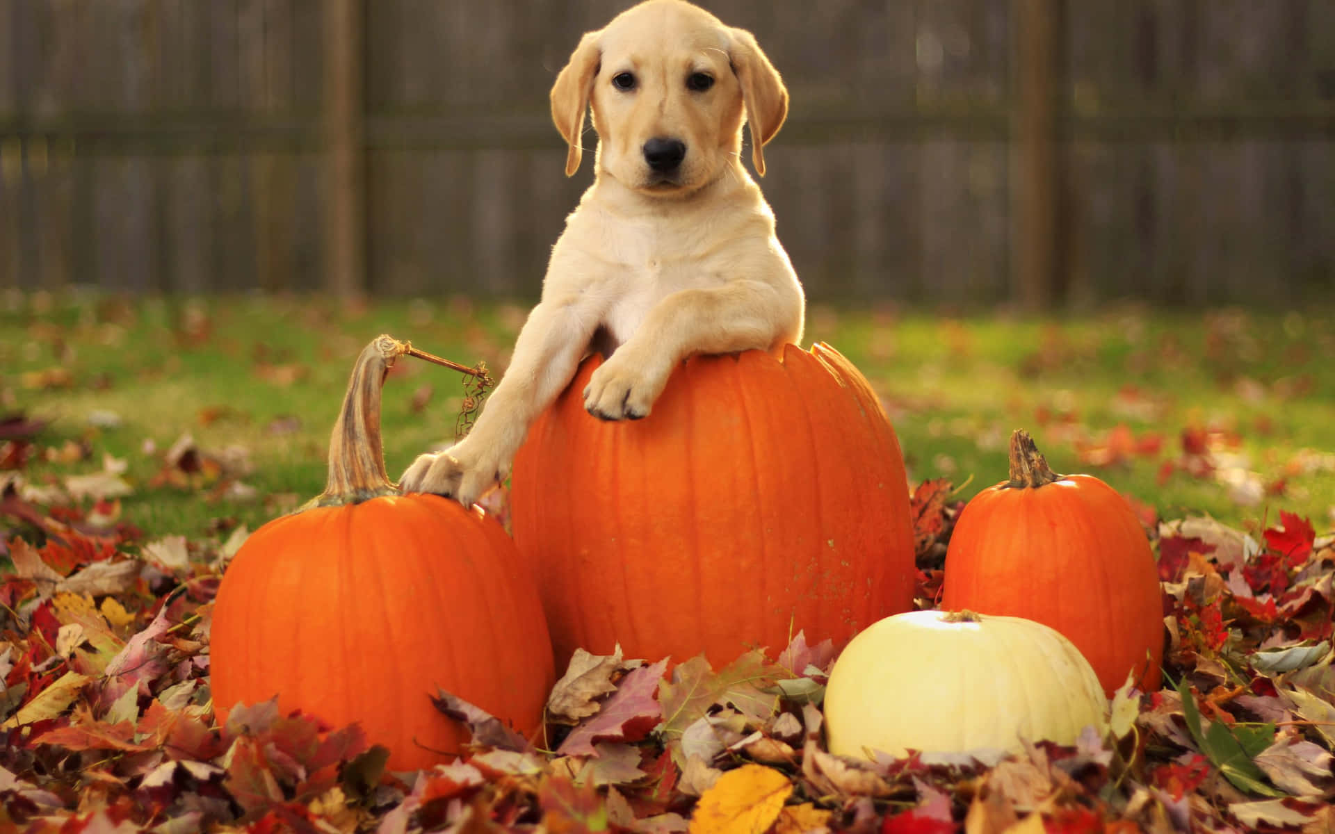 Dog And Fall Pumpkin Wallpaper