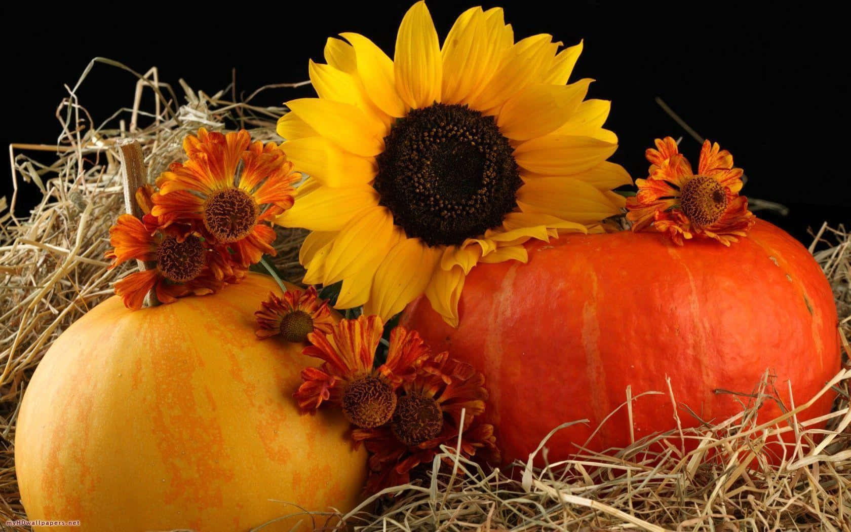 Celebrate the Fall season with a pumpkin! Wallpaper