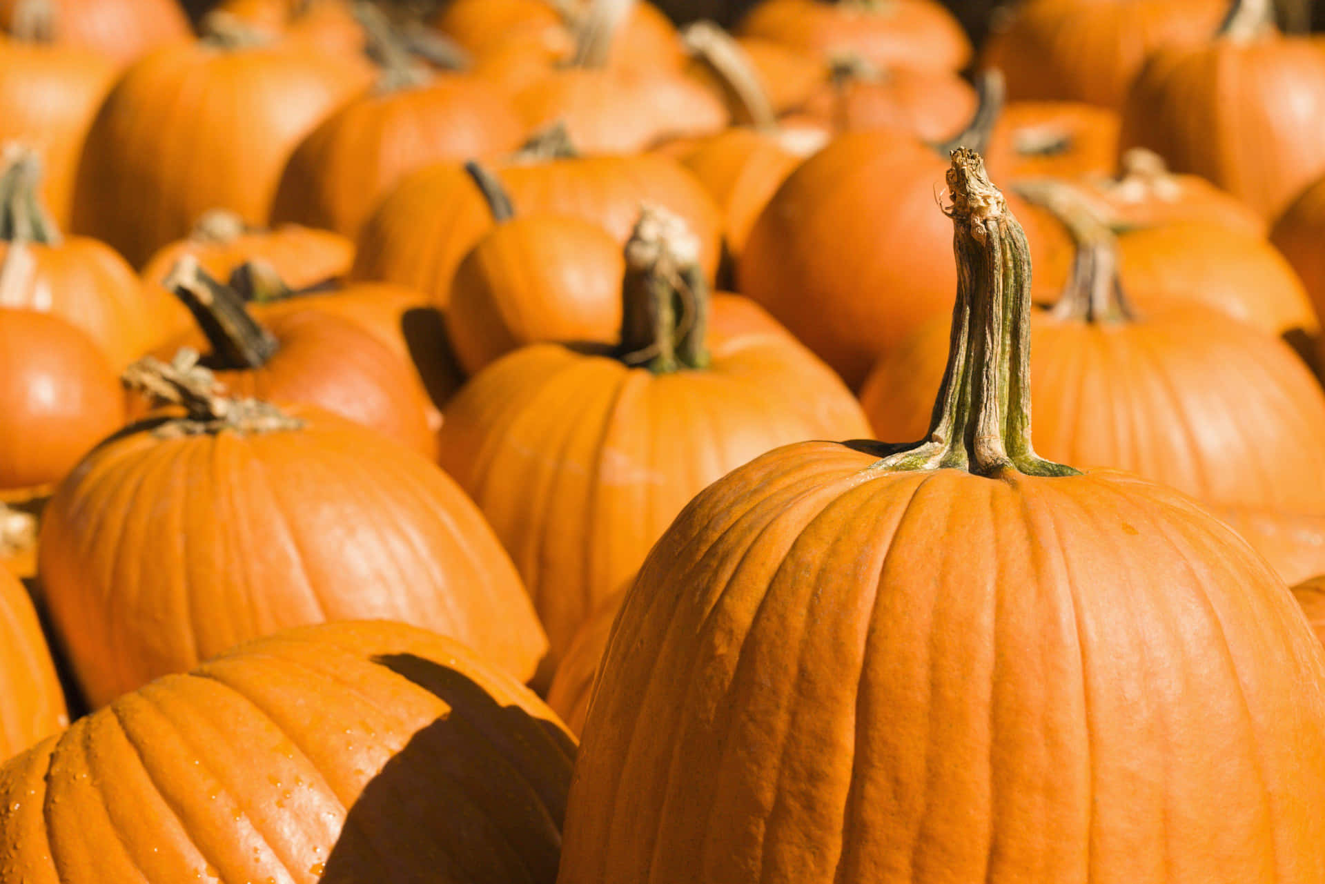 Celebrate Fall with a Festive Pumpkin Wallpaper