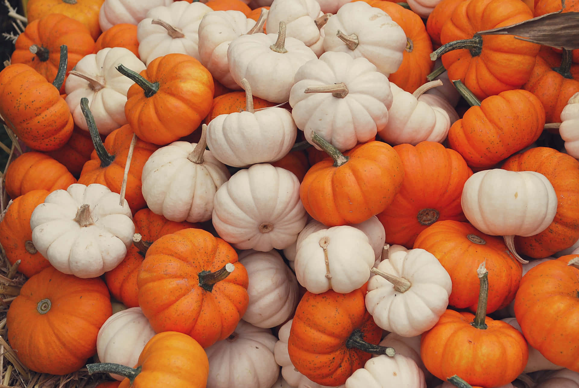Enjoy the Colors of Fall with these Pumpkins Wallpaper