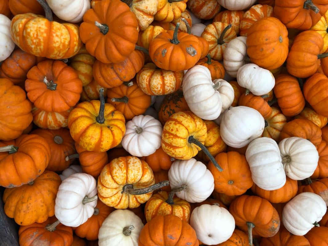 Betoverende Herfst Pompoen Display Achtergrond