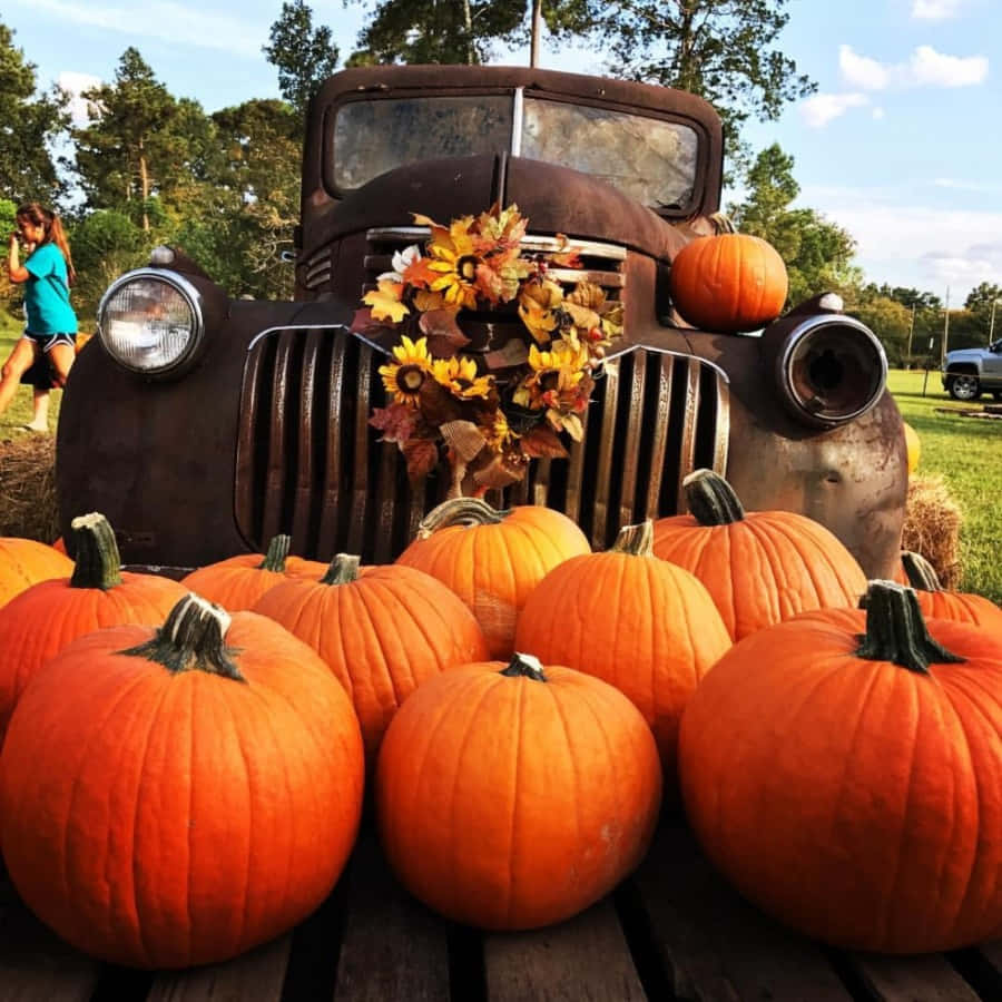 Citrouilles D'automne À Gogo ! Fond d'écran