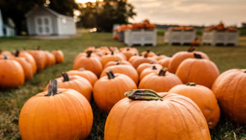 Affichage De Citrouilles Vibrantes D'automne Fond d'écran