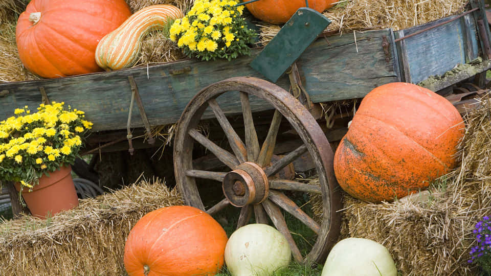 A Beautiful Autumn Harvest Scene with Vibrant Fall Pumpkins Wallpaper