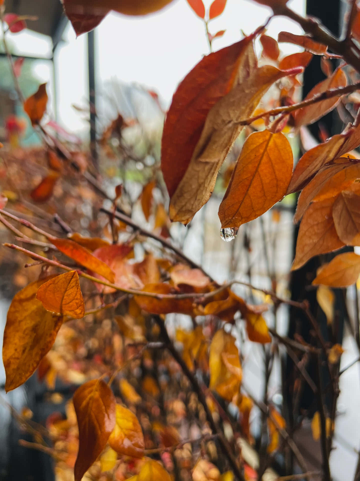 A scenic autumn view - raindrops glistening on colorful fall foliage. Wallpaper