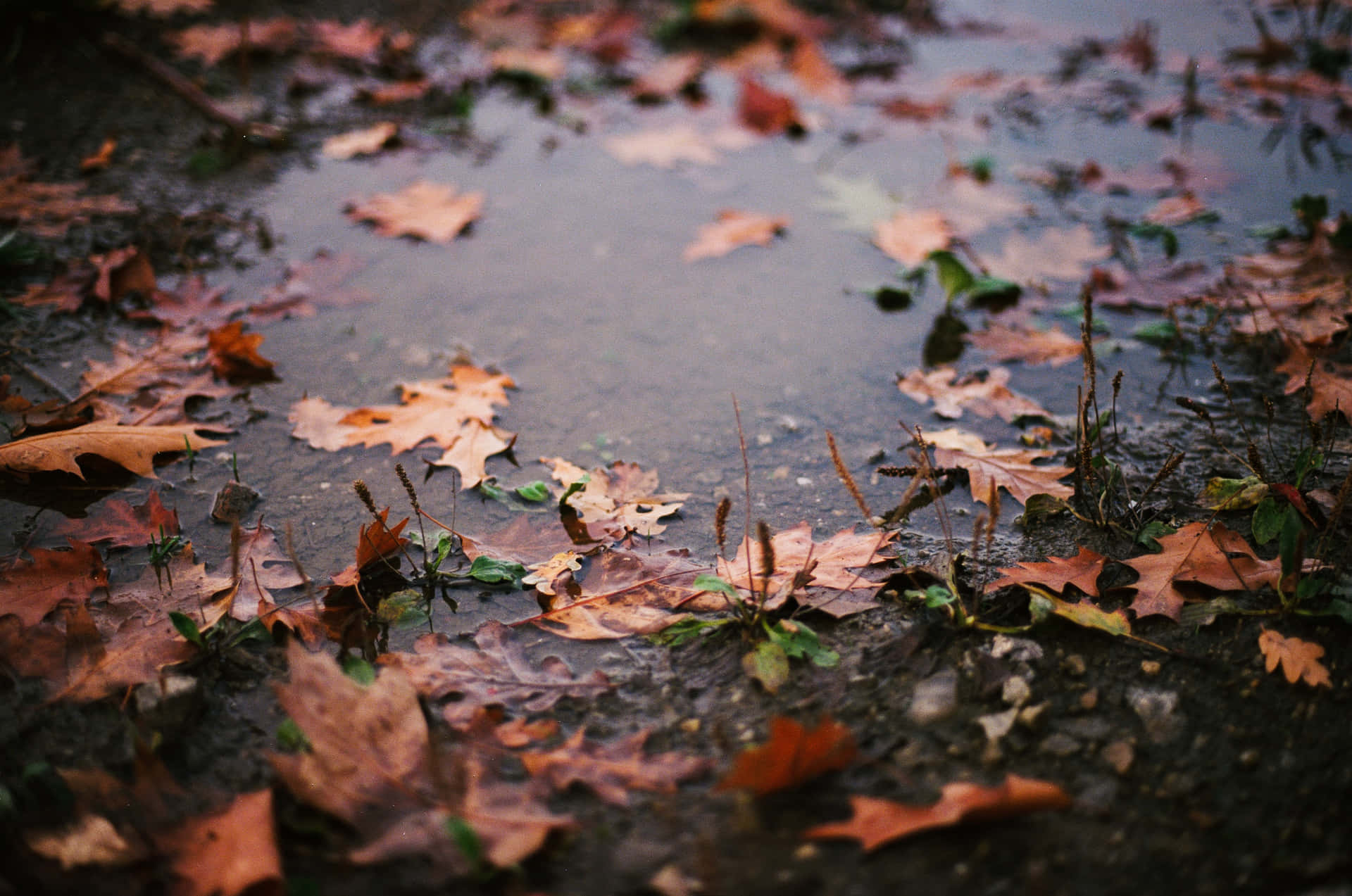 Caption: Fall Rain in a Forest Wallpaper