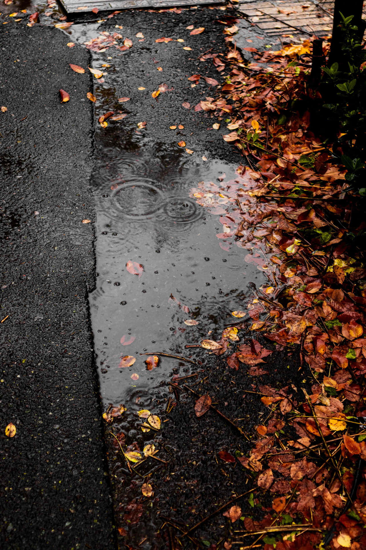 Fall Rain – A Mystical Walk through the Autumn Forest Wallpaper