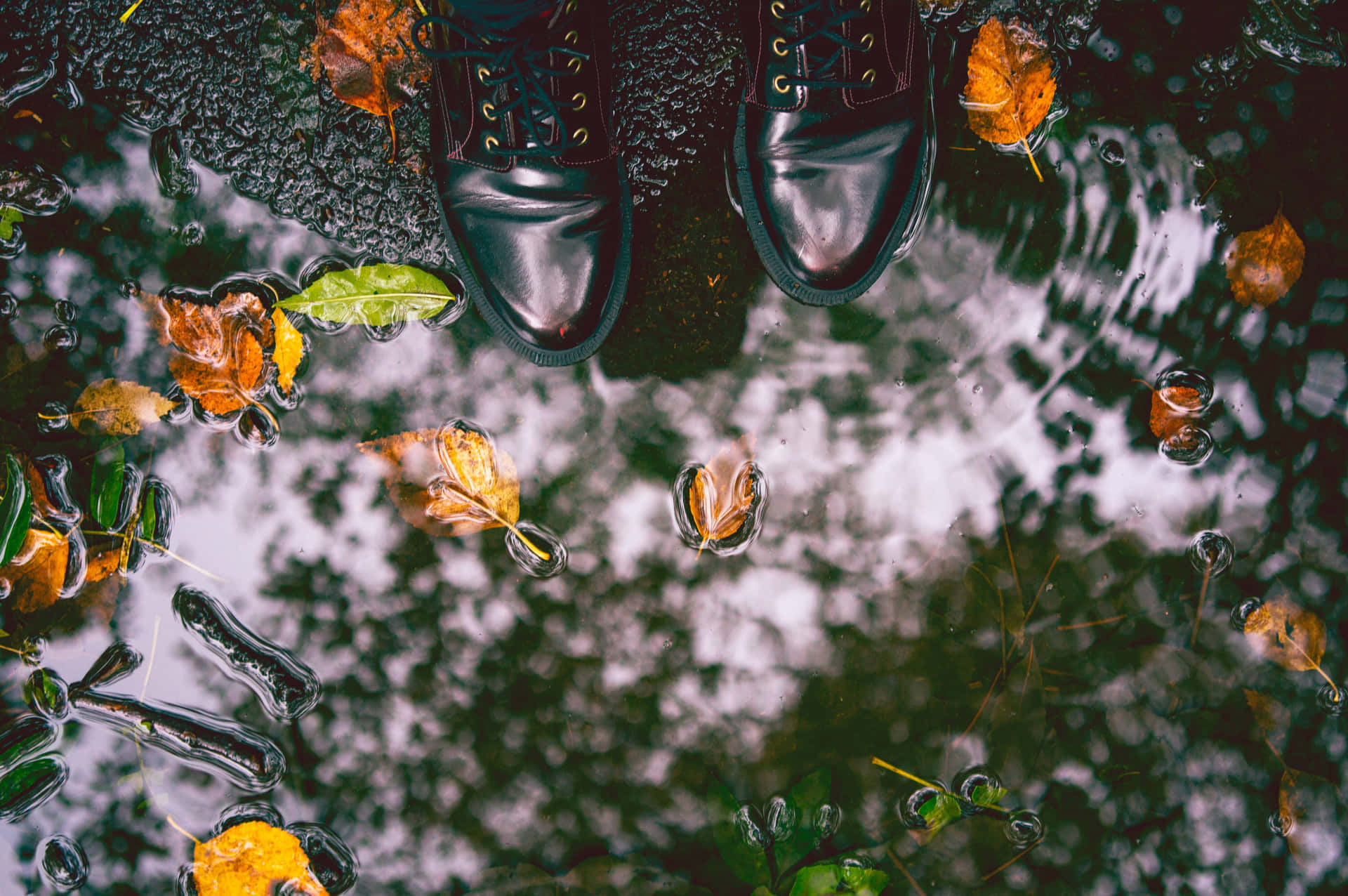 Beautiful Fall Rain in a Forest Wallpaper
