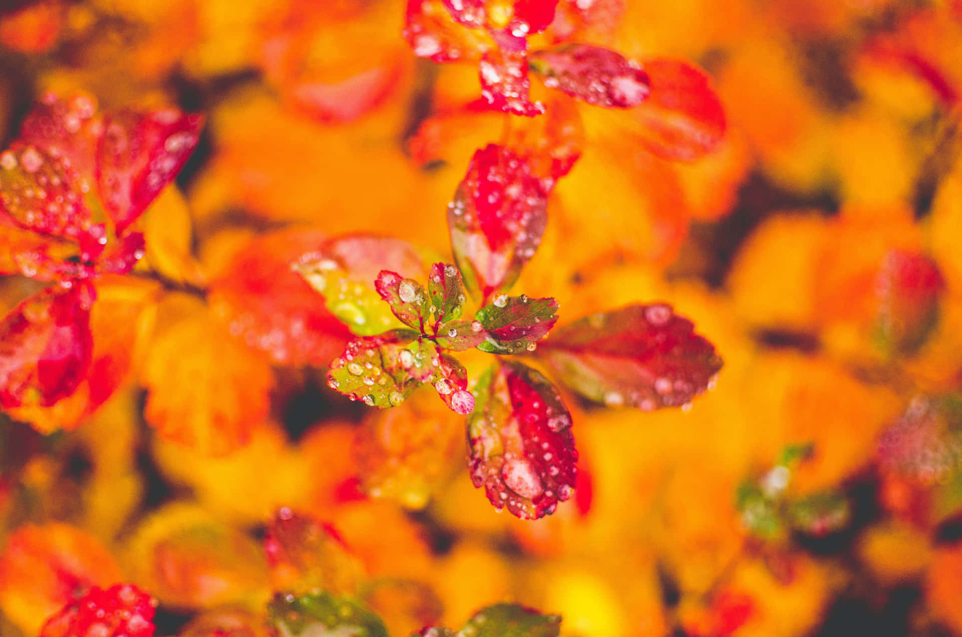 A calm and serene autumn rainfall in the forest, with leaves beautifully scattered around Wallpaper