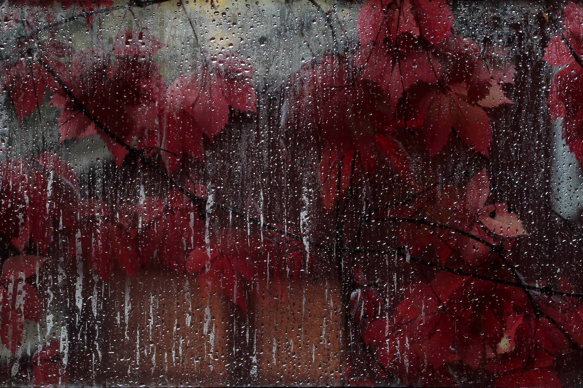 Serene Fall Rain in the Forest Wallpaper