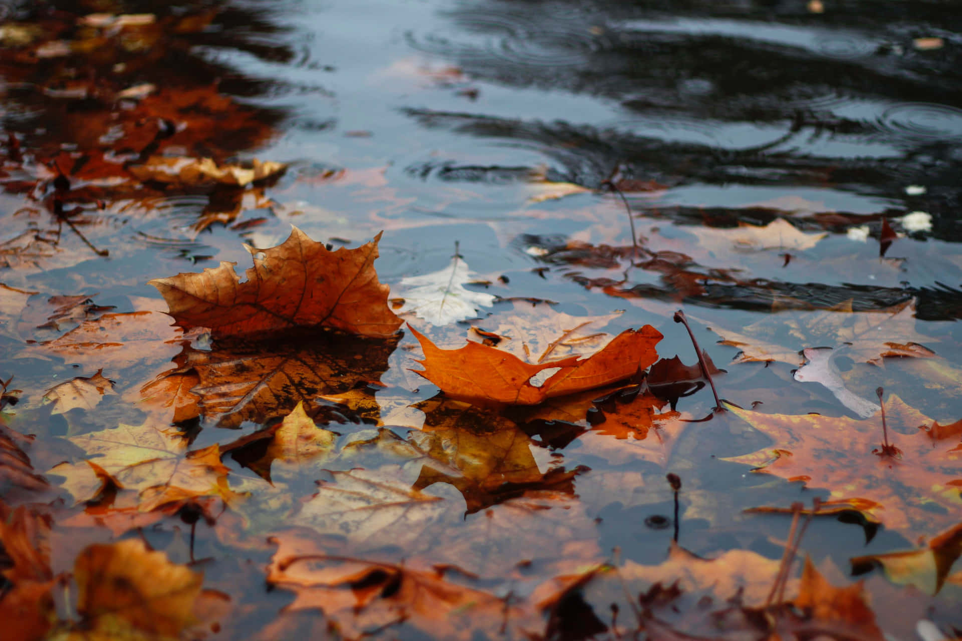 Fall Rain in a Forest Scene Wallpaper