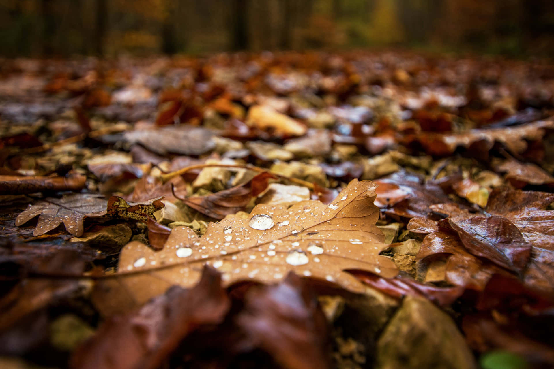 Refreshing Fall Rain in a Beautiful Forest Wallpaper
