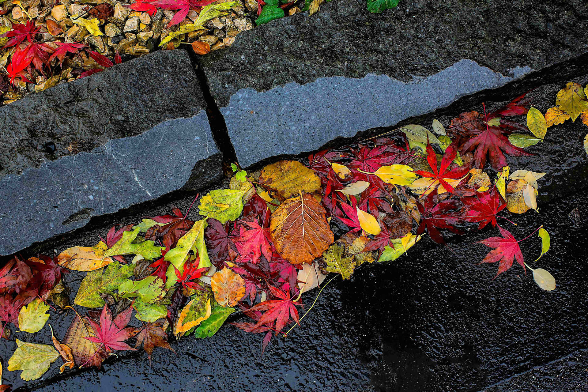 A tranquil autumn rain shower in the beautiful forest Wallpaper