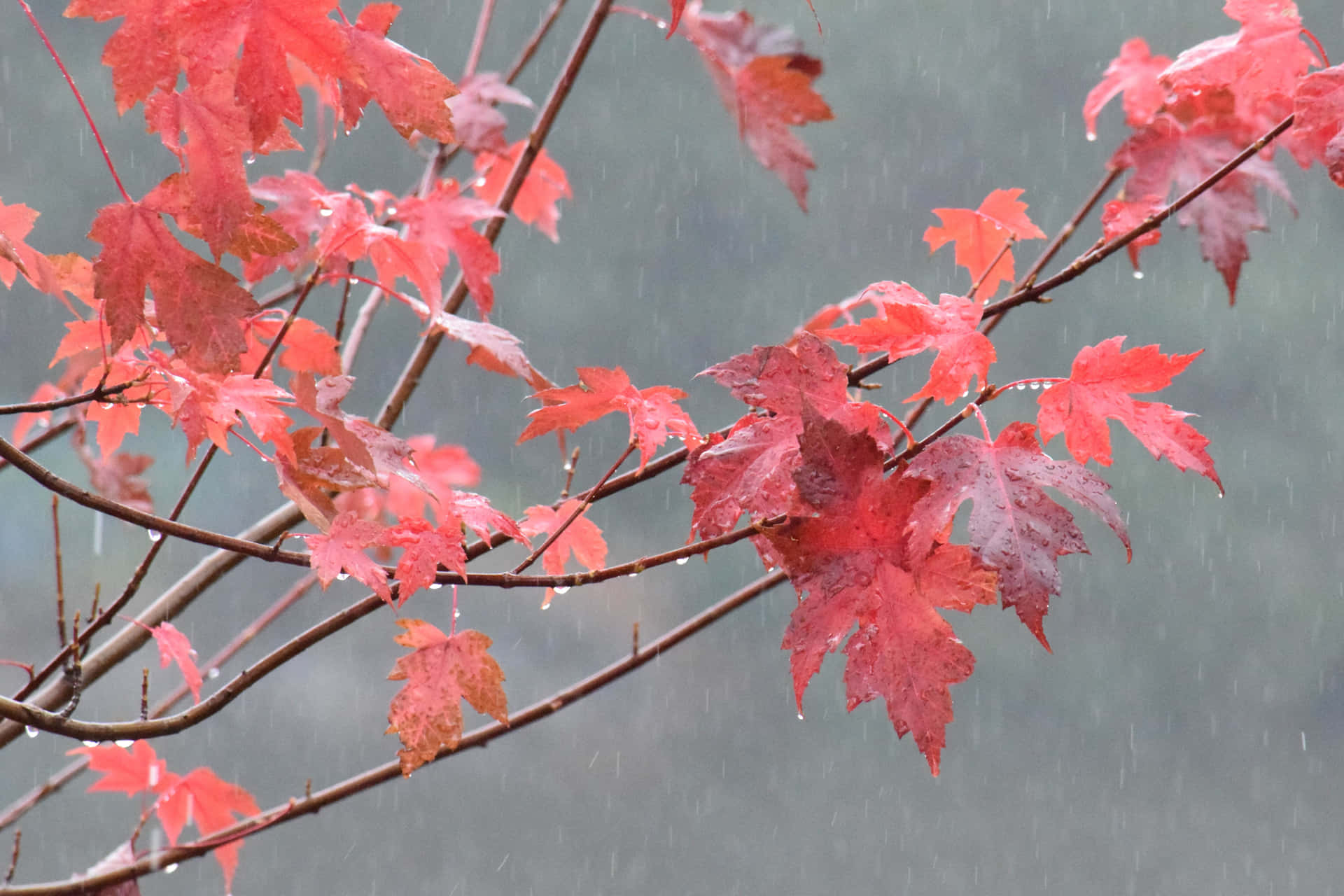 A Scenic View of Fall Rain in the Forest Wallpaper