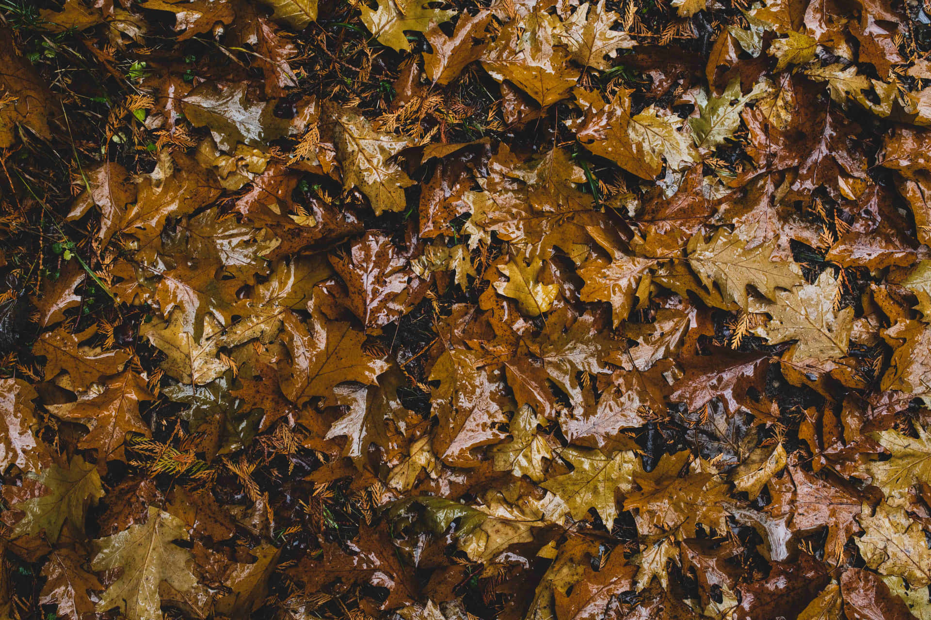 Fall Rain on a Colorful Forest Path Wallpaper