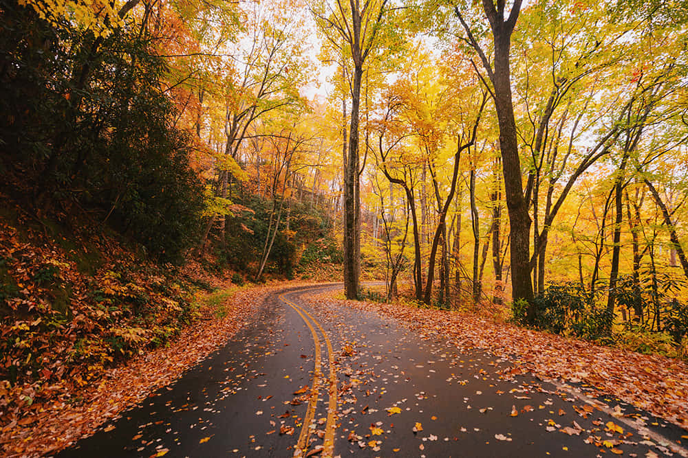 A scenic journey through an autumnal wonderland Wallpaper