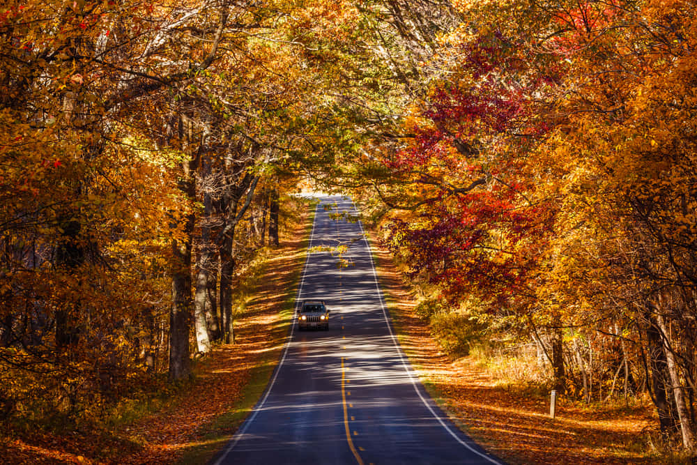 Enchanting Fall Road Wallpaper