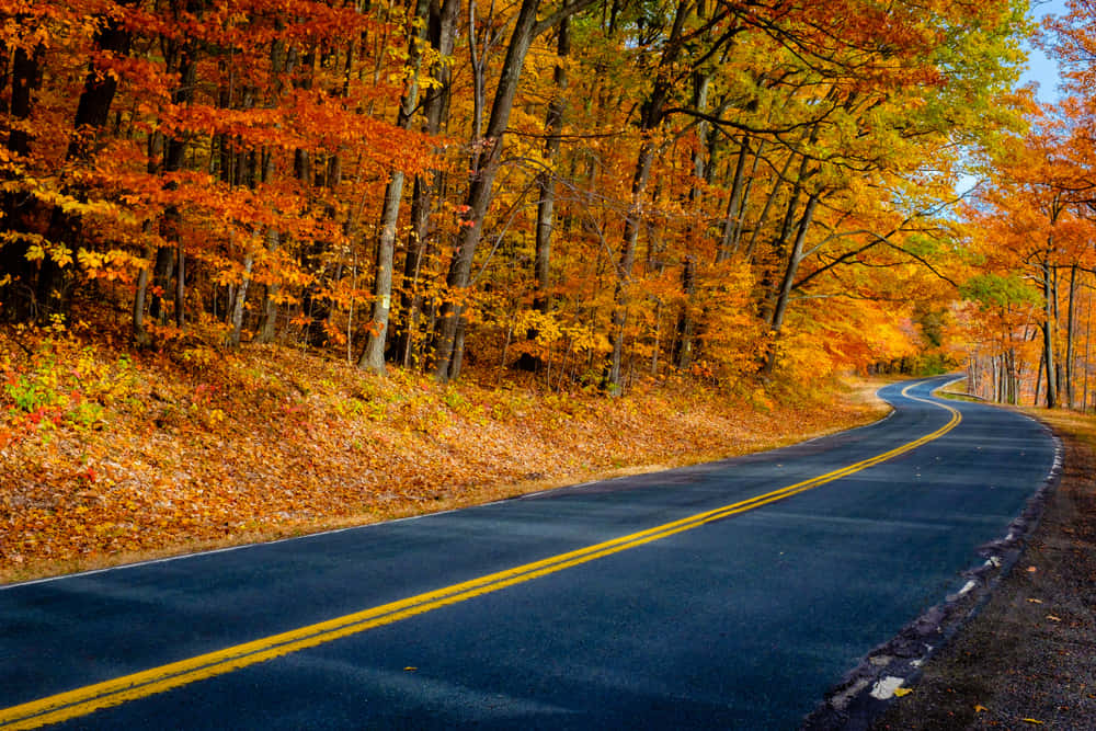 Fall Road Surrounded by Golden Trees Wallpaper