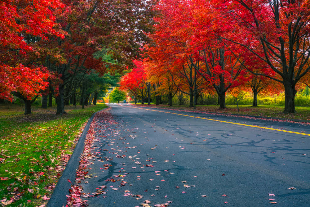 Fall Road - A picturesque journey through autumn hues Wallpaper