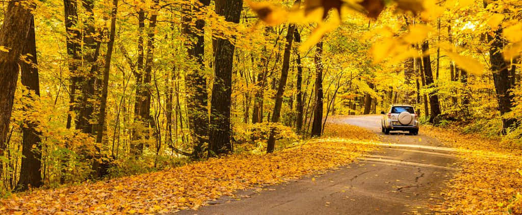 Scenic Fall Road with Colorful Autumn Trees Wallpaper