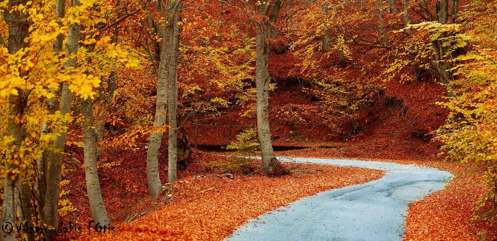 Captivating Fall Road Scenery Wallpaper