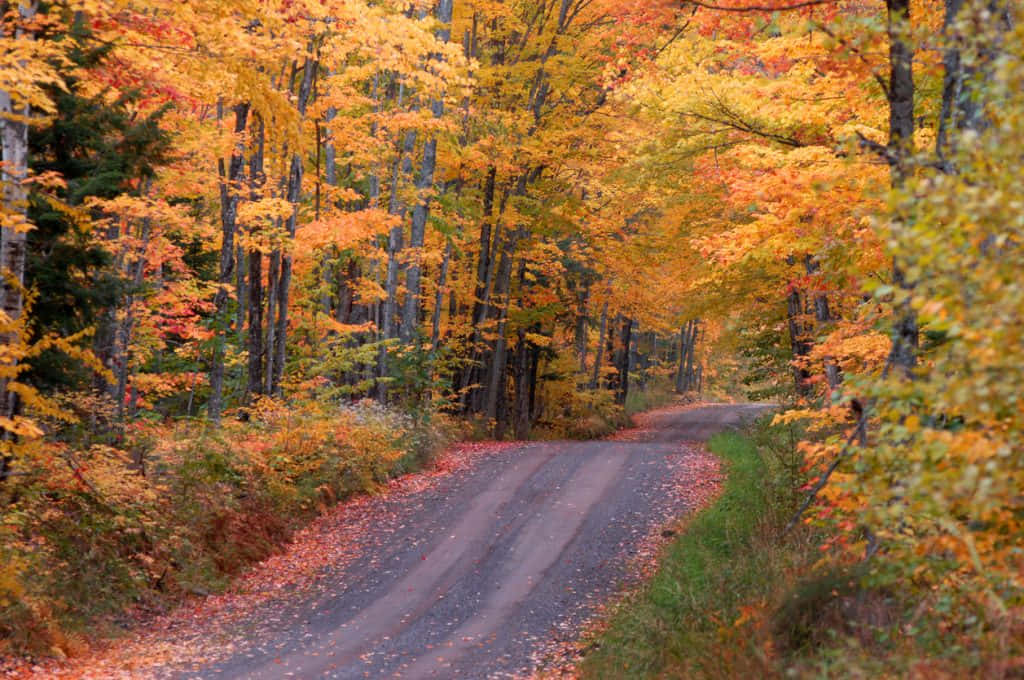 Scenic Fall Road Surrounded by Autumn Colors Wallpaper