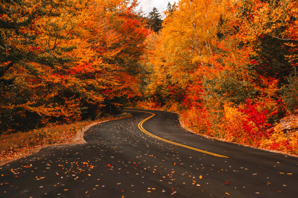 Captivating Fall Road Wallpaper