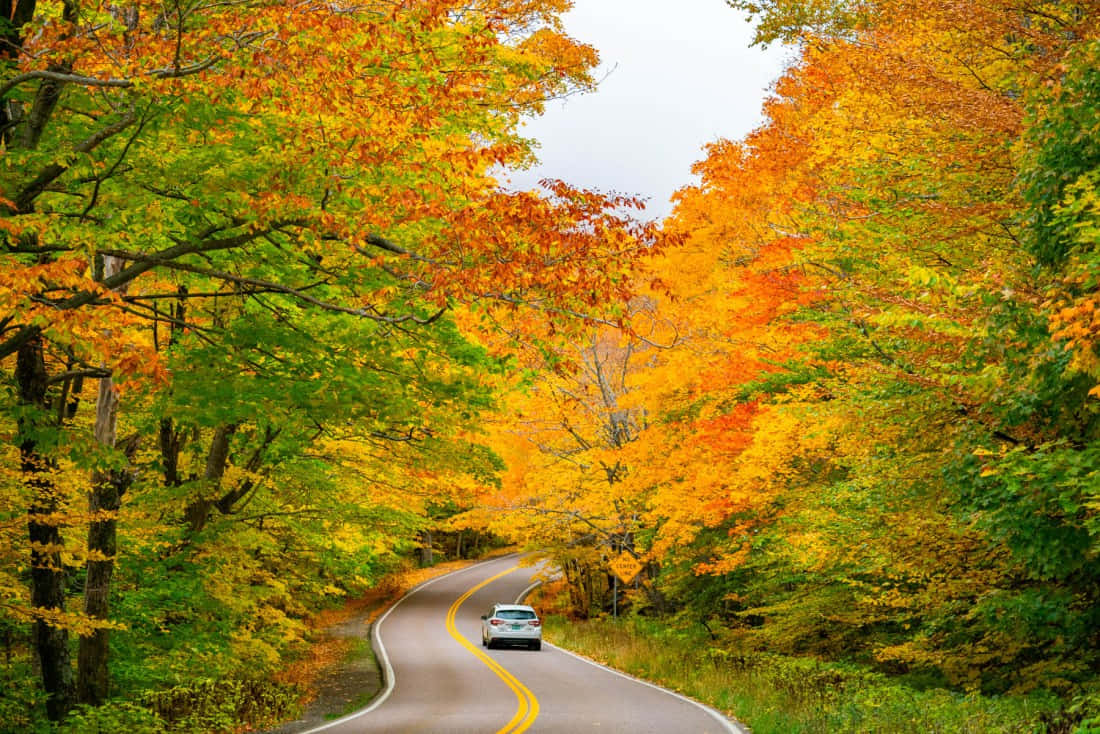 Fall Road Scenic Drive Wallpaper