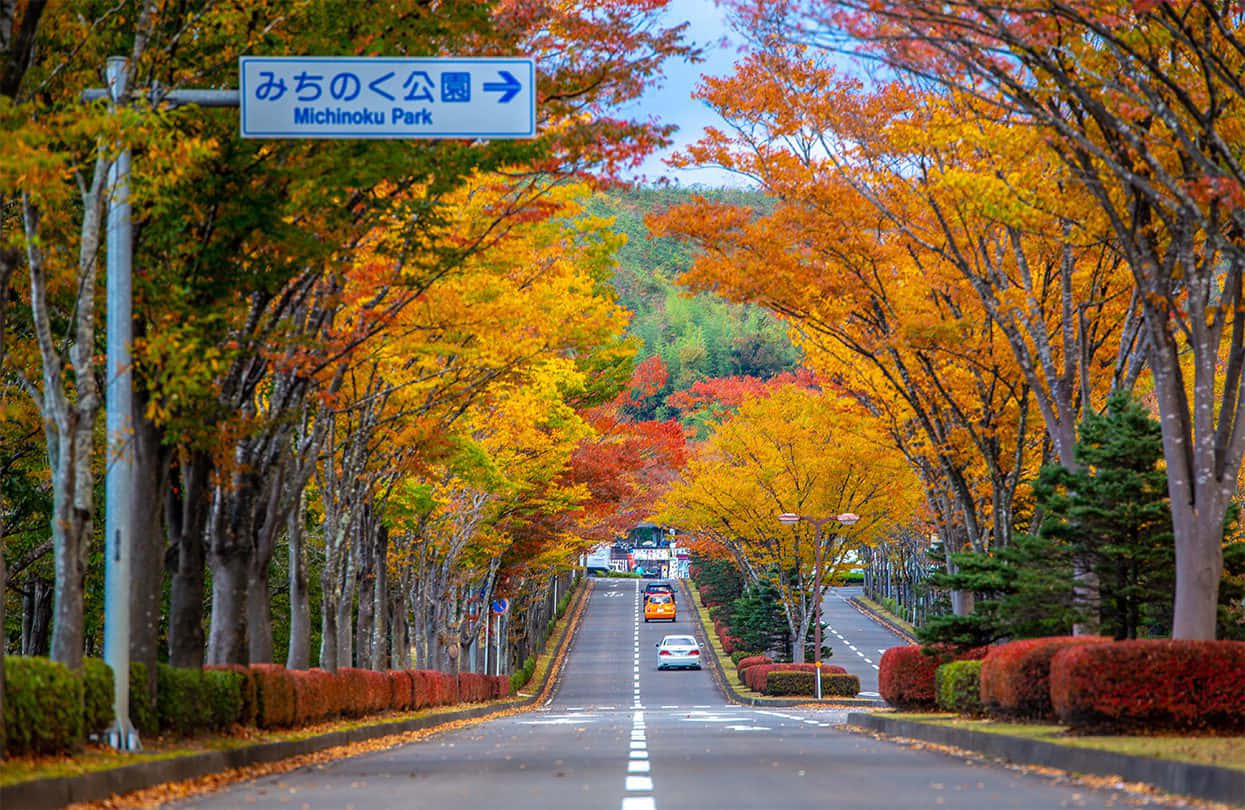 Fall Road in Autumn Splendor Wallpaper