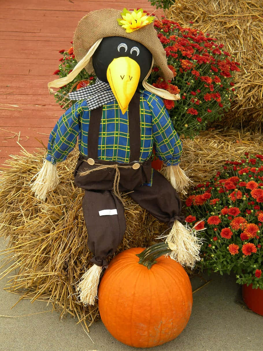 Fall Scarecrow Standing Tall in a Pumpkin Field Wallpaper