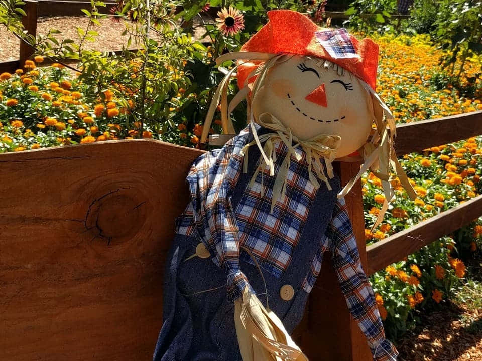 A Colorful Fall Scarecrow Standing in a Beautiful Autumn Field Wallpaper