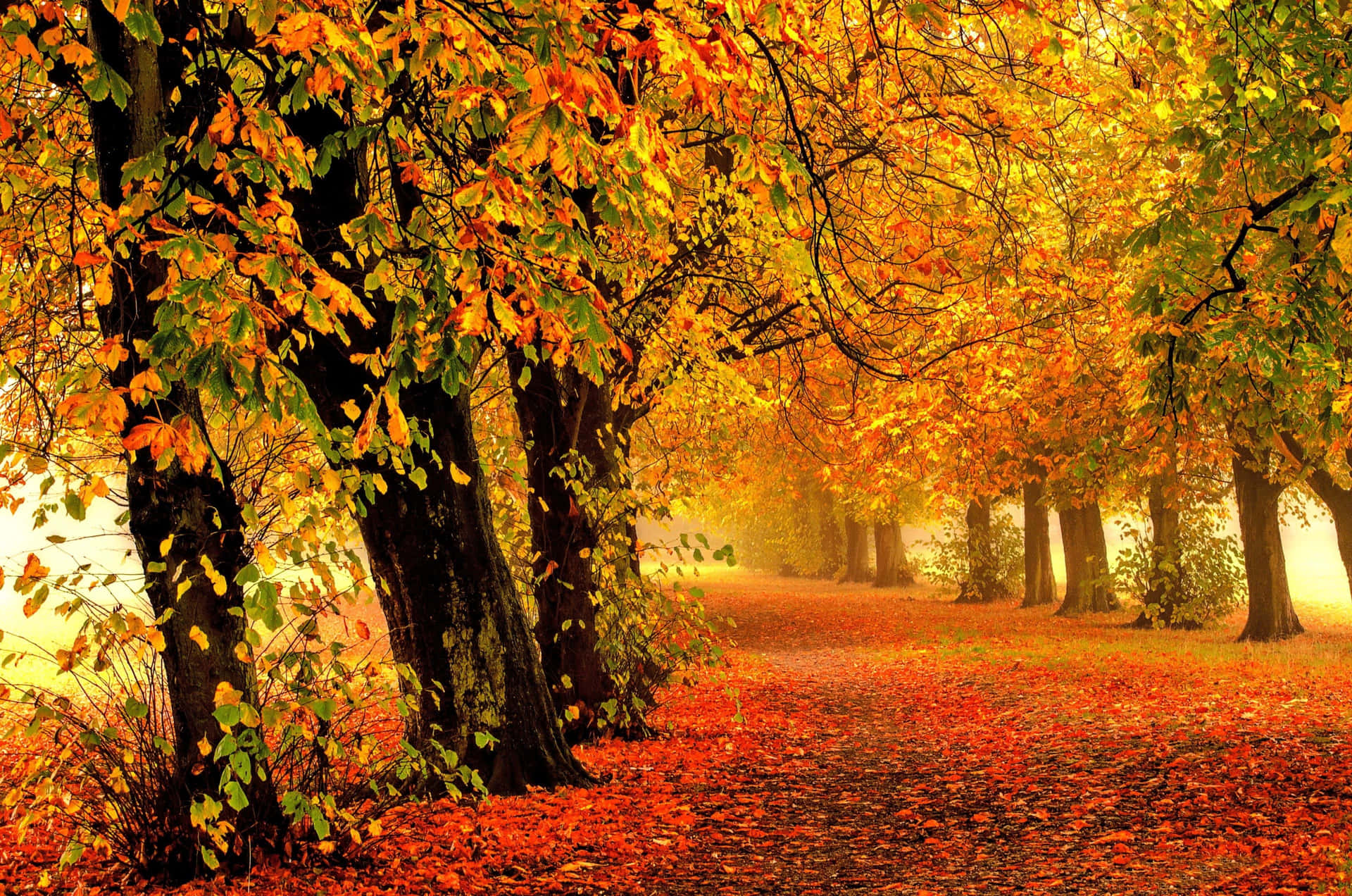 Tag en spadseretur i dette smukke efterårsscene. Wallpaper