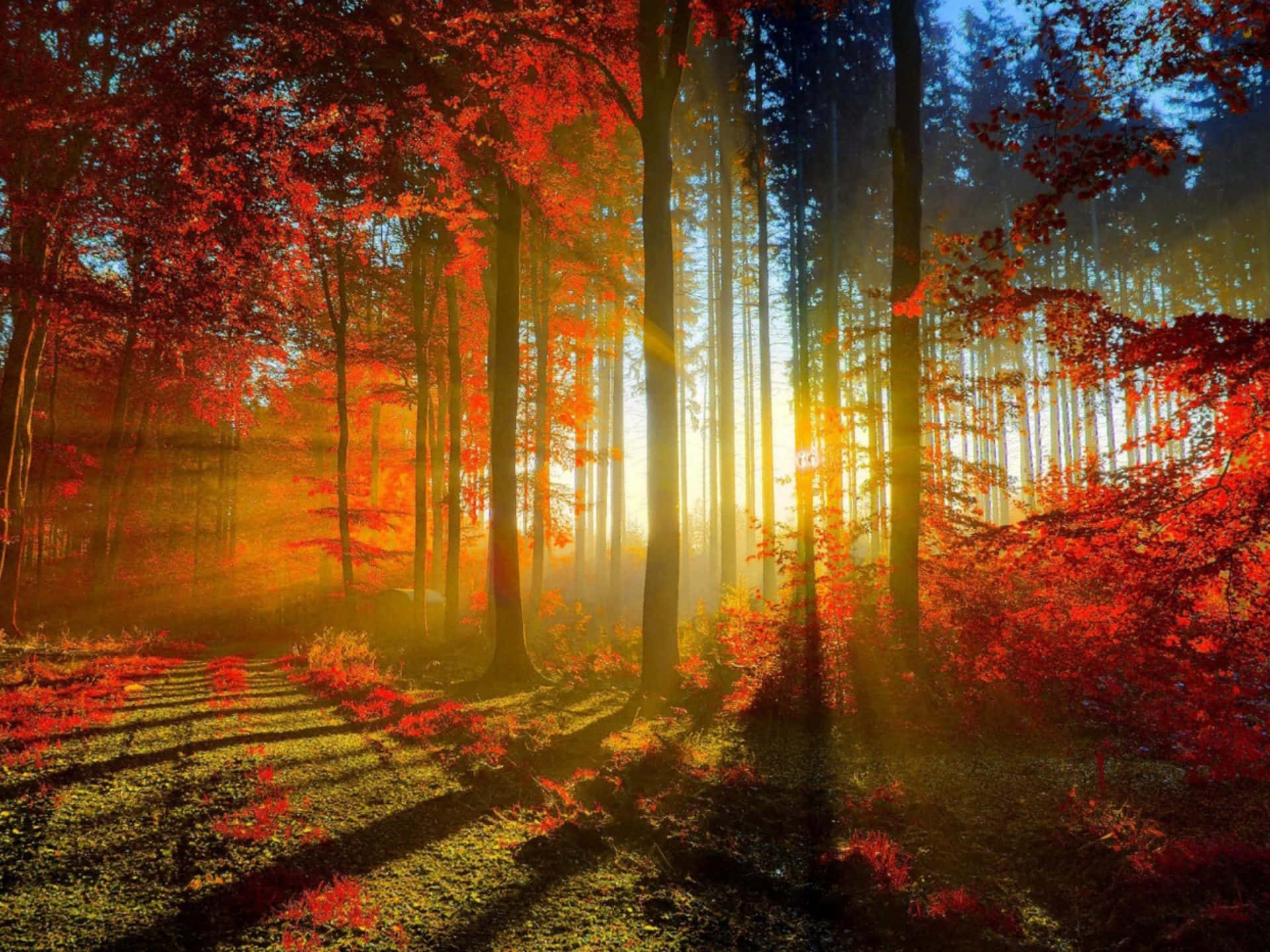 Efterårets skov med røde blade og solen der skinner igennem træerne Wallpaper