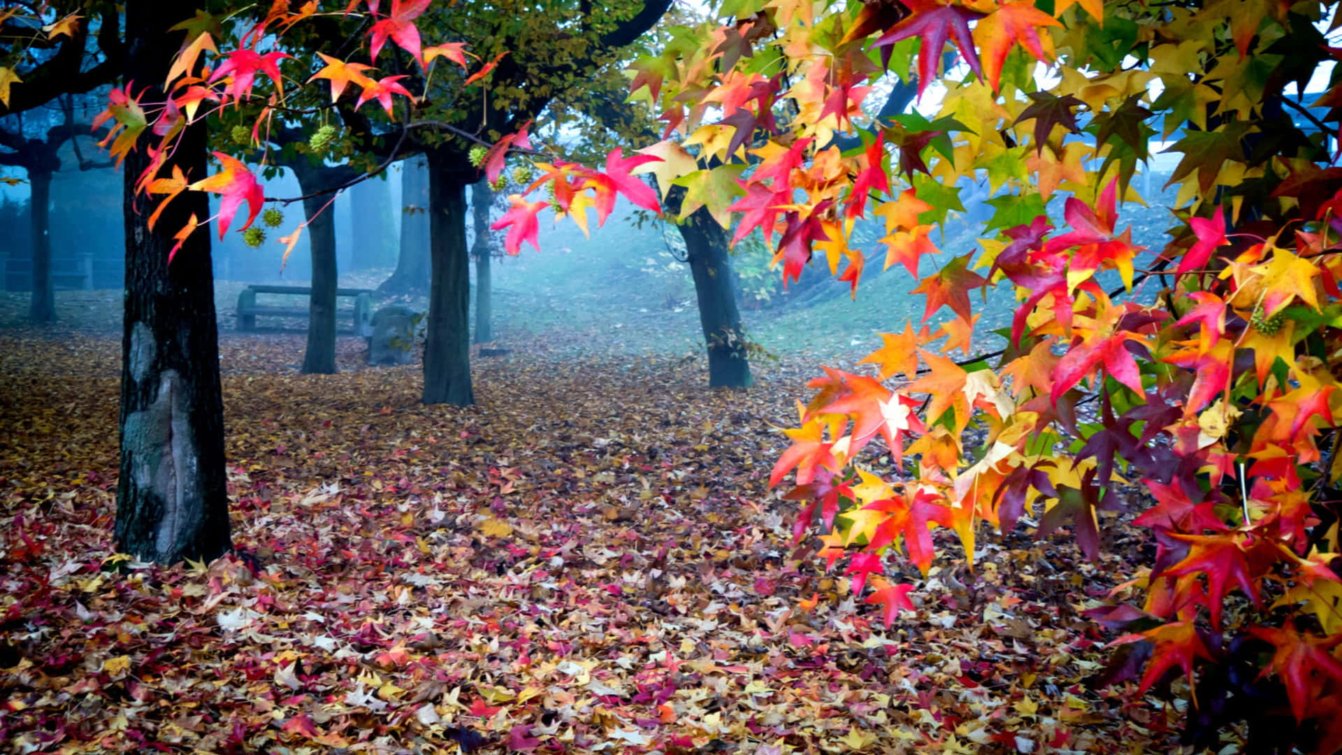 Lazy Afternoon in the Magical Autumn Woods Wallpaper