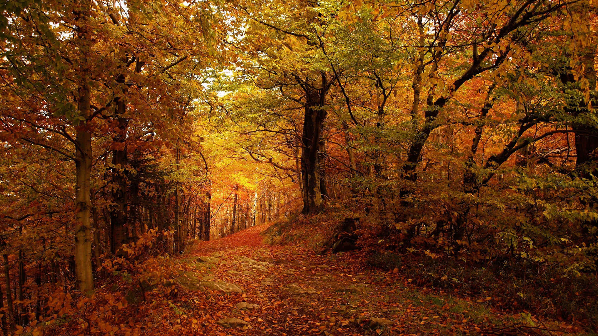 En sti i skoven med blade om efteråret Wallpaper
