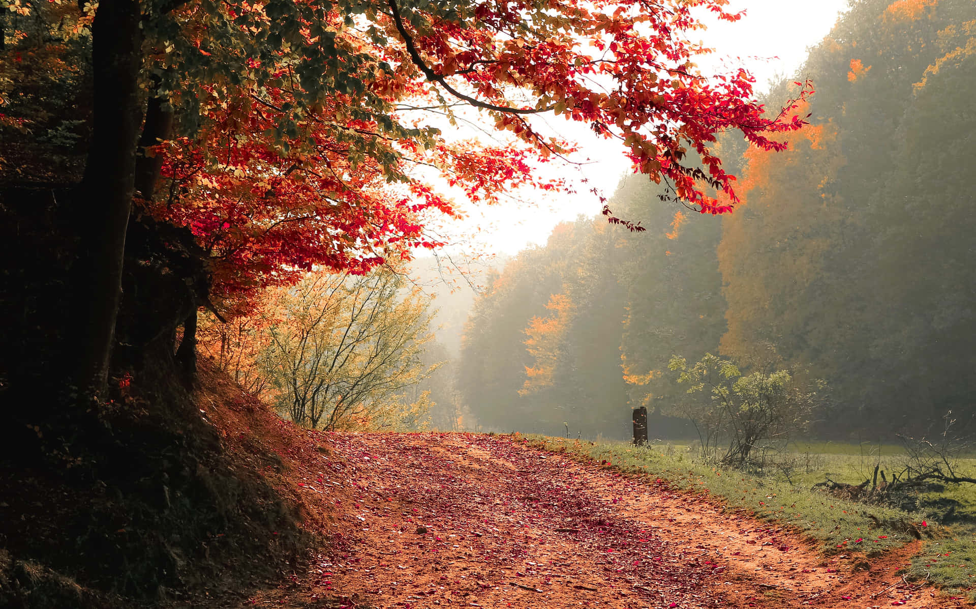 Genießensie Den Atemberaubenden Anblick Des Herbstlaubs Wallpaper