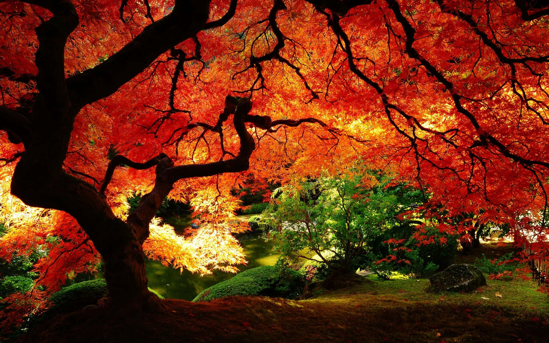 Goditii Vibranti Colori Dell'autunno! Sfondo